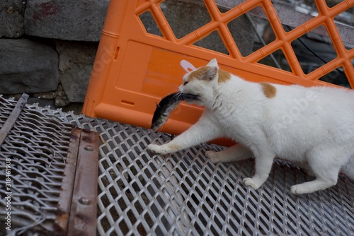 愛媛県大洲市あおしまの猫達