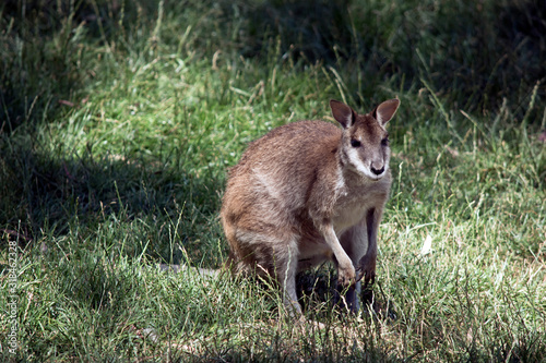 the red necked wallaby is resting in the grass