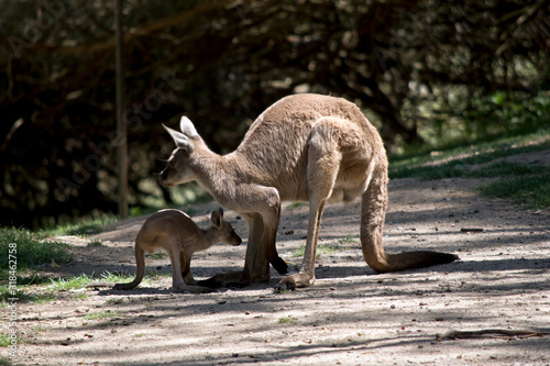 this is a side view of a kangaroo with her joey