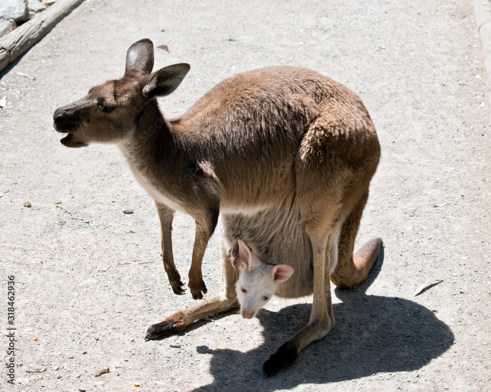 the western grey kangaroo has an albino joey in her pouch the western grey kangaroo has an albino joey in her pouch