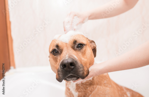 wash the dog. Pitbull in the bath, bathe the dog. staff. the dog takes a shower. dog wash in the foam. the puppy gets to bubble
