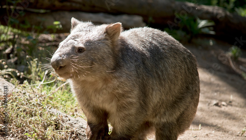 this is a close up of a common wobat