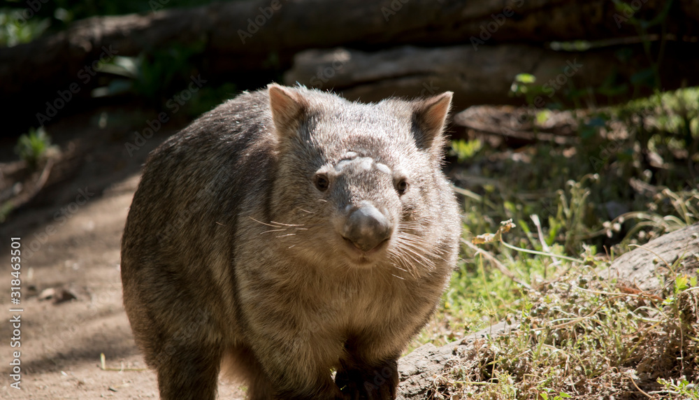 this is a close up of a common wombat this is a close up of a common wombat