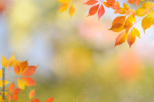 Multicolor autumn light natural background with red leaves and blurred backdrop.