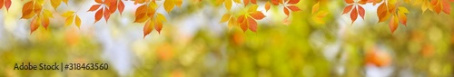 Multicolor autumn background. Extra wide nature background border with red leaves and blurred backdrop. Panoramic format for banner.