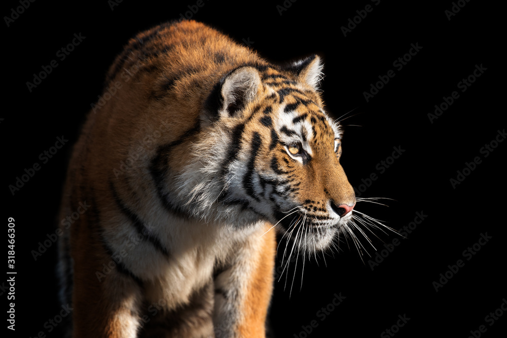 Close up face tiger isolated on black background Close up face tiger isolated on black background
