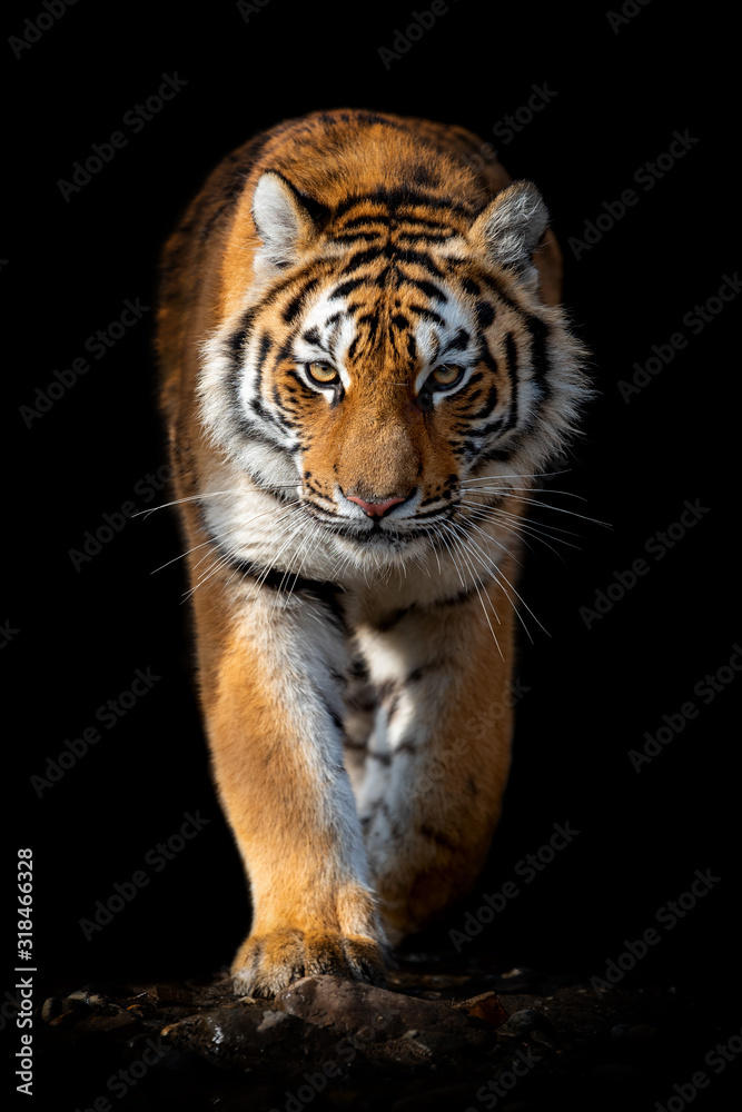 Fototapeta premium Close up face tiger isolated on black background