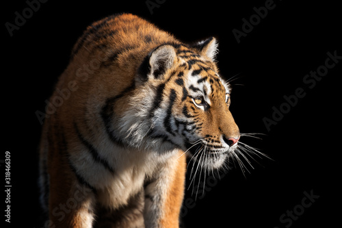 Close up face tiger isolated on black background