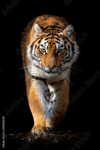 Fotomurale Close up face tiger isolated on black background