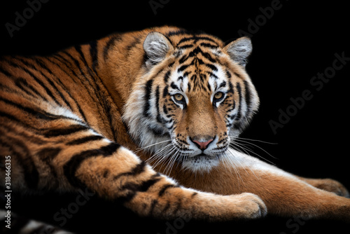 Close up face tiger isolated on black background © byrdyak
