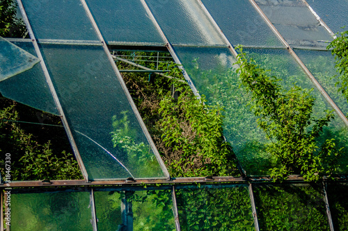 Murais de parede CLOSE-UP OF plants in greenhouse