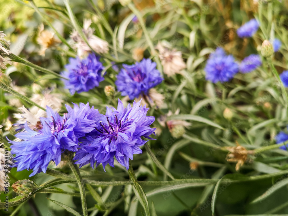 Spring blue cornflower, green spica flowers in field with bokeh, centaurea cyanus. Spring blue cornflower, green spica flowers in field with bokeh, centaurea cyanus.