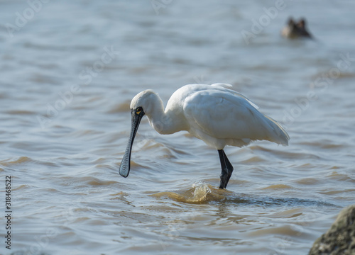Black-faced Spoonbill at waterland in shenzhen,china.