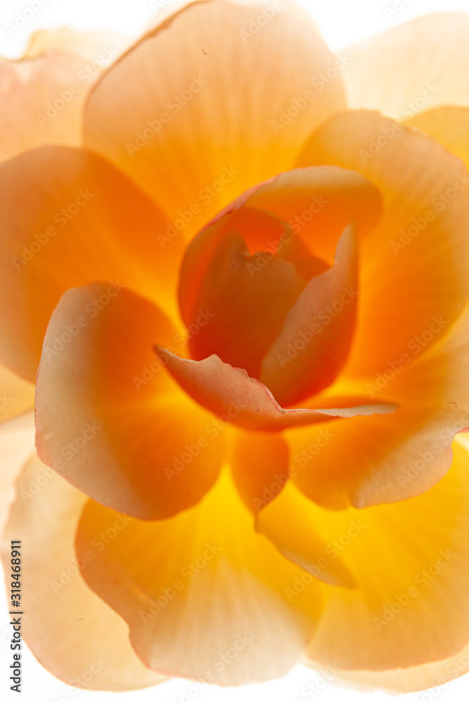 begonia flower on the white background begonia flower on the white background