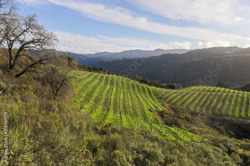 Vineyards above the foothills of Saratoga in Santa Cruz Mountains. Viewed from Fremont Older Preserve, Santa Clara County, California, USA. photo