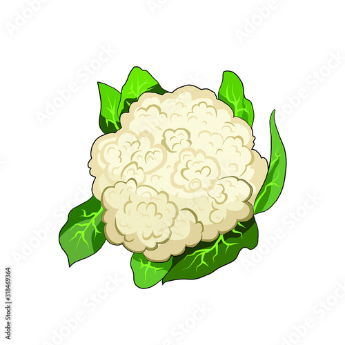 Cauliflower organic farm vegetable. Healthy raw vegetarian vegan food. Isolated vector illustration