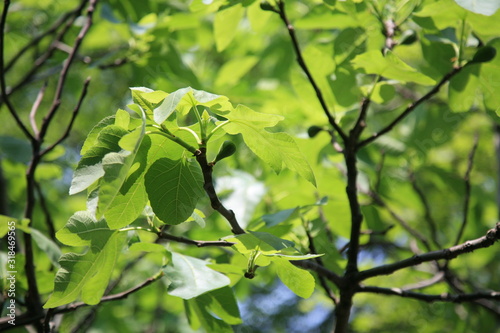 FIG