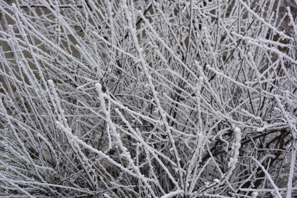 Beautiful large verka and branches of mulberry, apple tree, trees decorated with soft snow with bright hoarfrost and beautiful snowflakes in winter. Beautiful large verka and branches of mulberry, apple tree, trees decorated with soft snow with bright hoarfrost and beautiful snowflakes in winter.