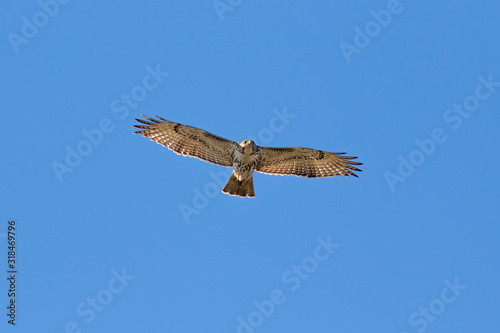The broad-winged  hawk ( Buteo  platypteris) on the blue sky background) photo