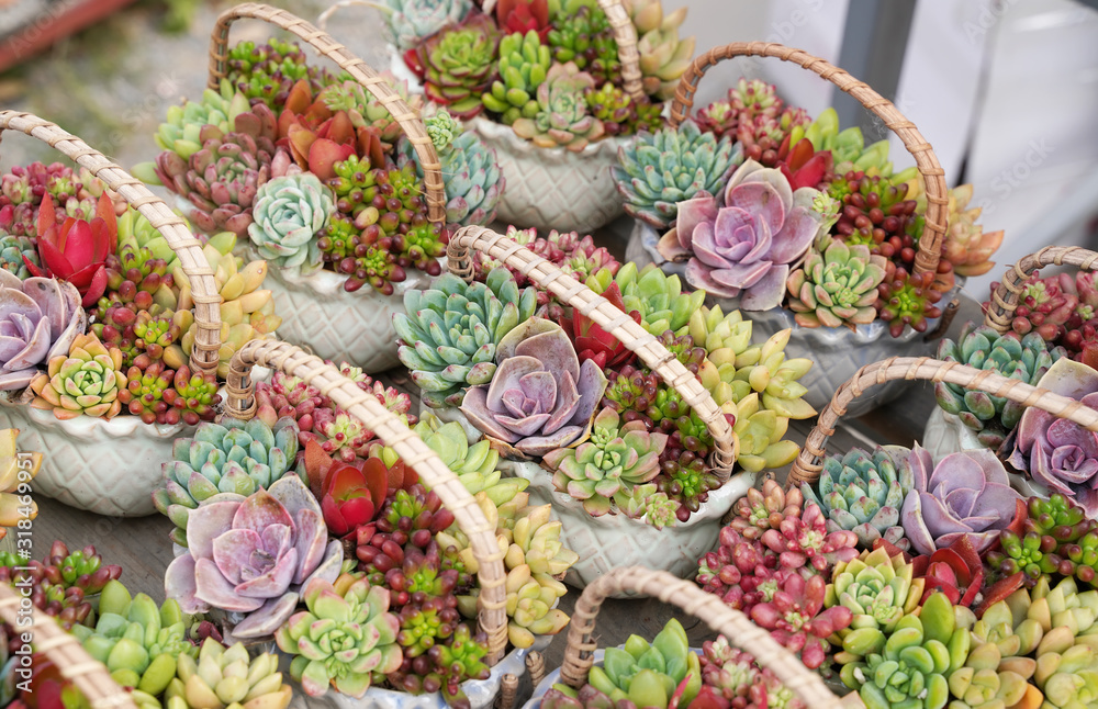 Fototapeta premium Rectangular arrangement of succulents; cactus succulents in a planter