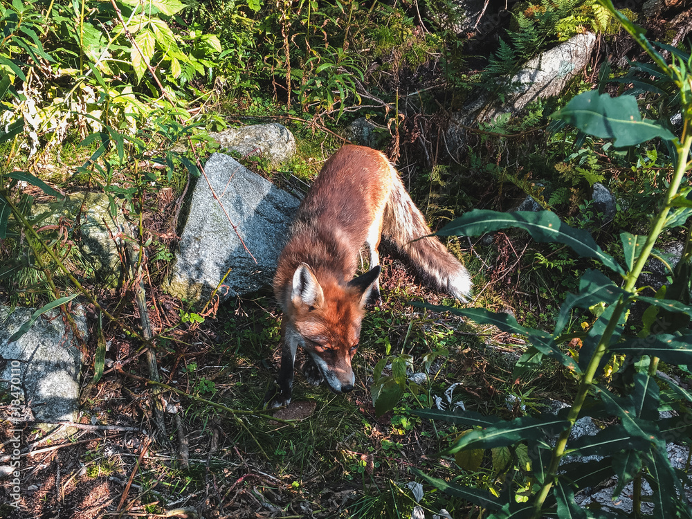 Obraz premium red fox in forest