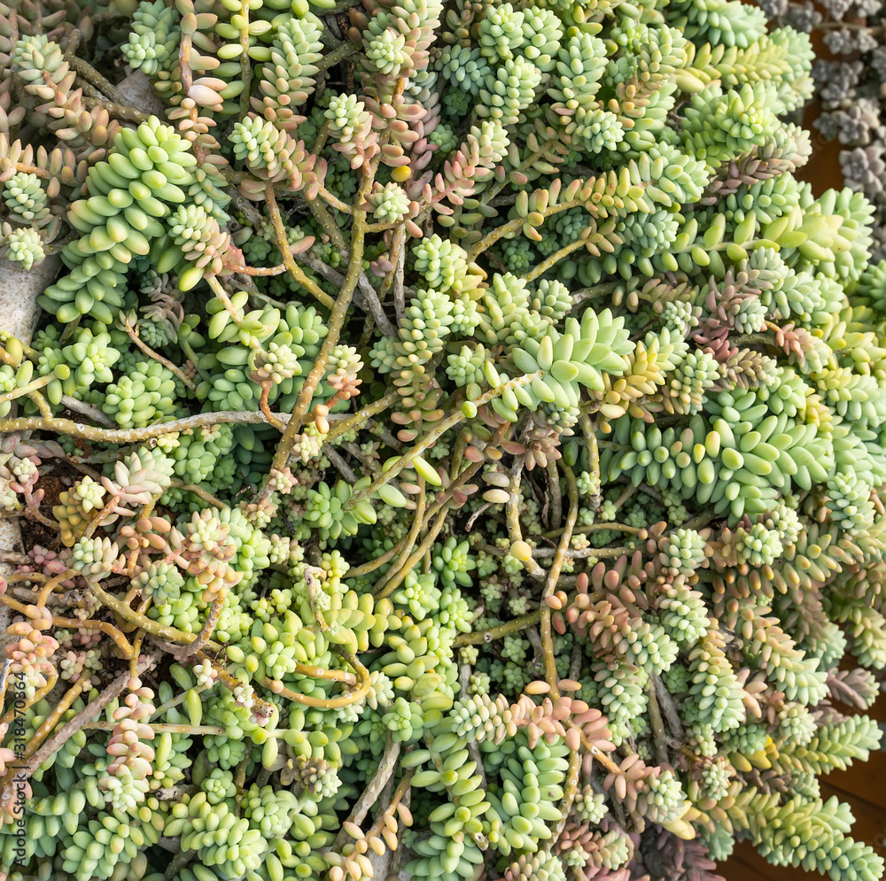 Obraz premium Rectangular arrangement of succulents; cactus succulents in a planter
