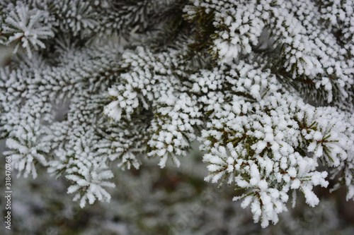 Green branches of a Christmas tree  spruce  pine under a layer of white snow covered with frost and snowflakes. Beautiful natural winter background with pleasant emotions.
