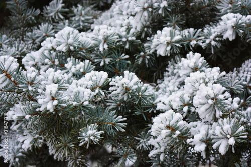 Green branches of a Christmas tree, spruce, pine under a layer of white snow covered with frost and snowflakes. Beautiful natural winter background with pleasant emotions.