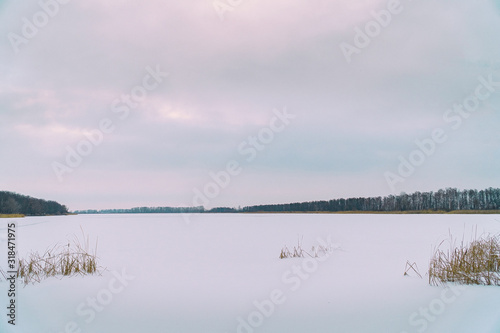 Winter landscape. A snow field or a large lake under the snow in front of a forest. In the foreground you can see marsh grass or cattails