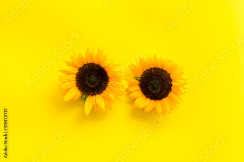 Sunflowers - two flowers - on yellow background top-down