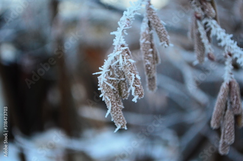 Branch covered in ice cold white frost in the winter. first frosts, cold weather, frozen water, frost © maria