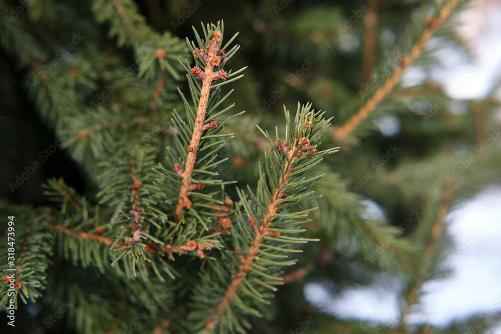 green pine tree closeup