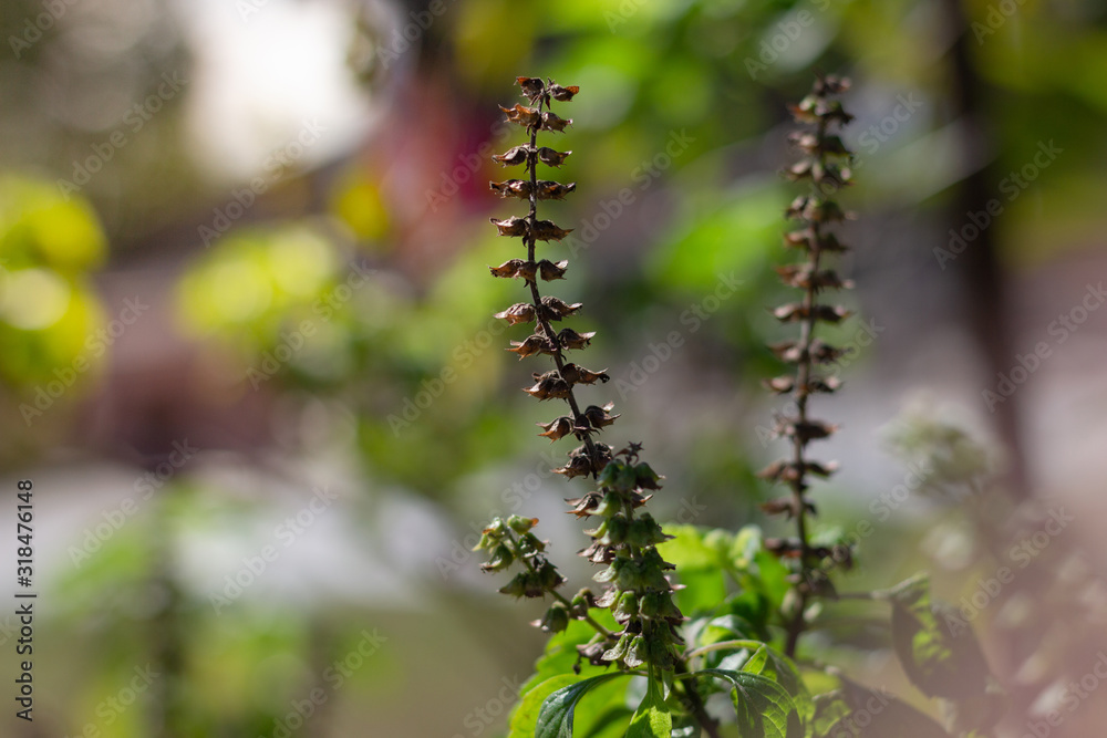 Dried flowers basil, dried basil seeds for seed use in breeding Dried flowers basil, dried basil seeds for seed use in breeding