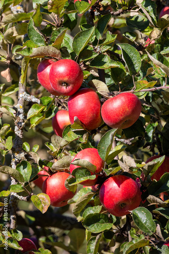 fresh and juicy red apples on tree branch ready for harvest in the garden