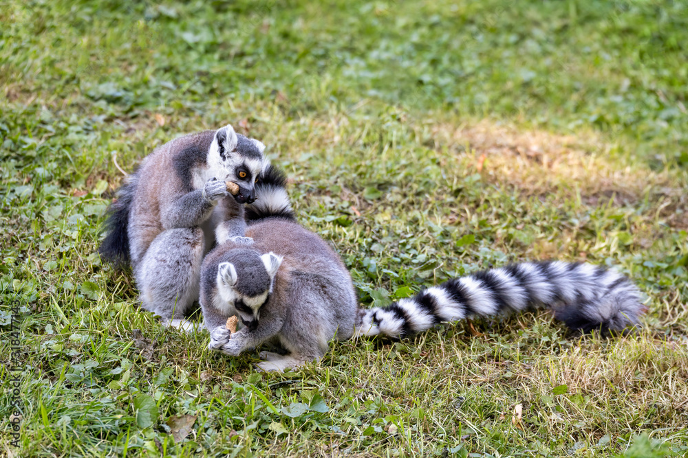 Obraz premium cute and playful ring-tailed lemur feeding on ground, Lemur catta.