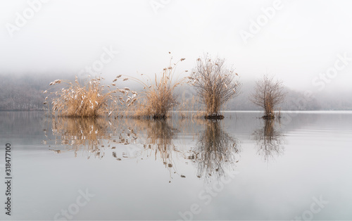 Wallpaper Mural Leafless trees and reeds in a lake in foggy weather Torontodigital.ca