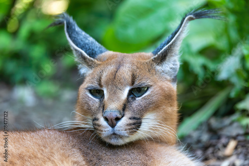 beutiful cat, Caracal (Caracal caracal) close up of the head against a blurred natural background, wildlife