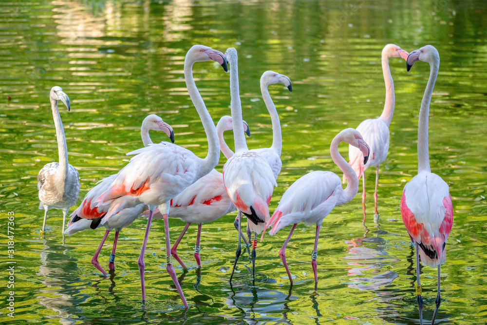 Beautiful pink American Flamingos in water Phoenicopterus Roseus