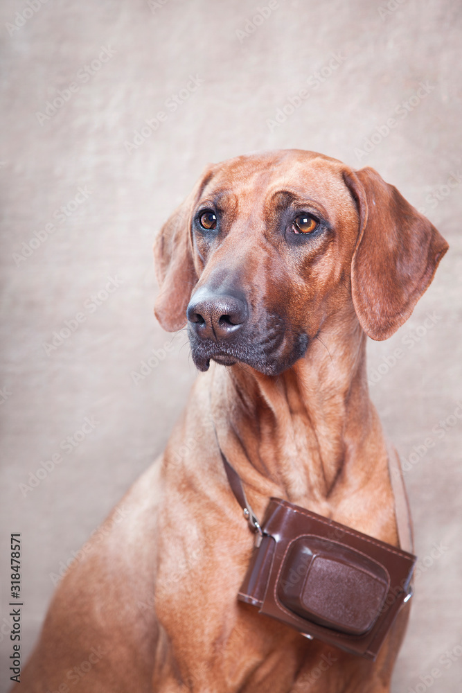 Trained dog of the breed Rhodesian Ridgeback, portrait with a camera