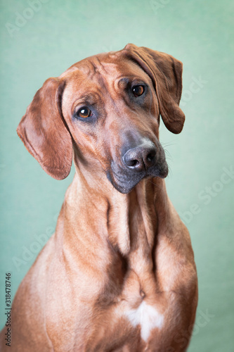 Trained dog of the breed Rhodesian Ridgeback  portrait