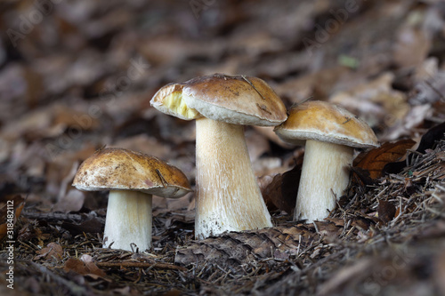 Edible mushroom Boletus edulis