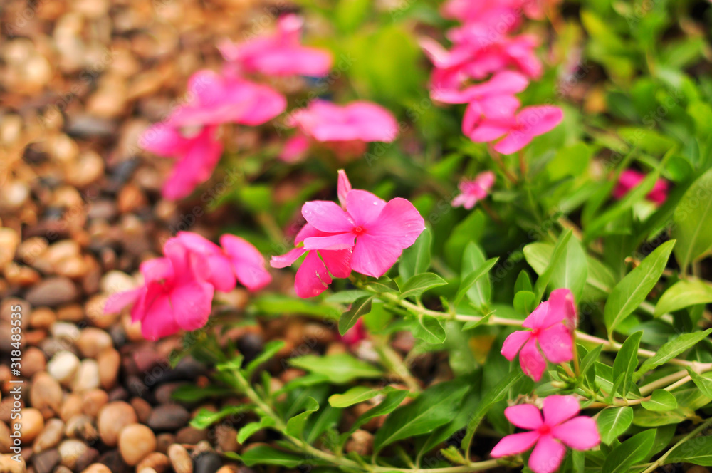 Fototapeta premium Beautiful flowers field.