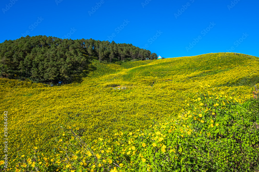 Yellow flower (Tree marigold) field with bright sky.