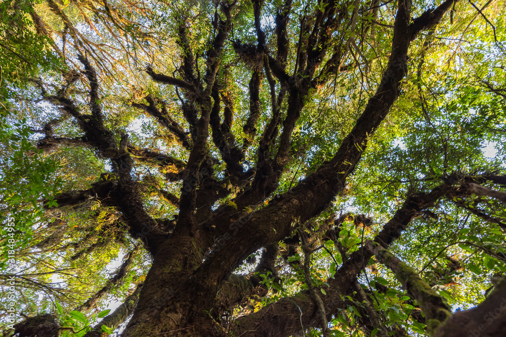 Fototapeta premium Beautiful and shady forest in Thailand