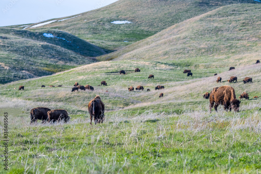 American Bison in the field of Custer State Park, South Dakota American Bison in the field of Custer State Park, South Dakota