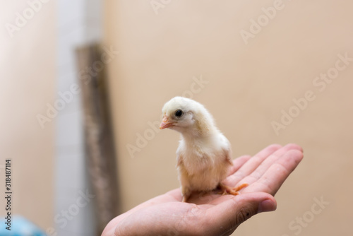 Cute chicks on hand