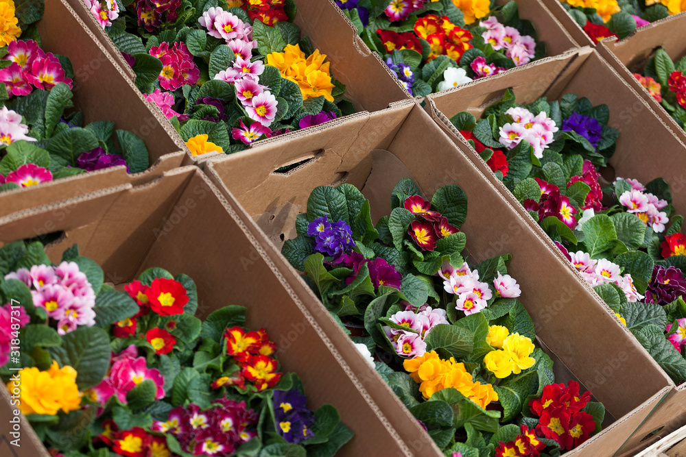 beautiful colorful flowers on the market, photographed close-up