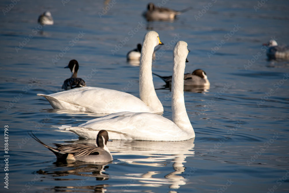 Fototapeta premium Swan bird