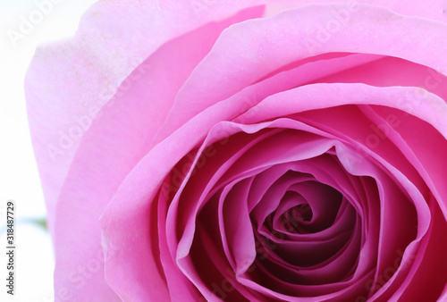 pink rose background