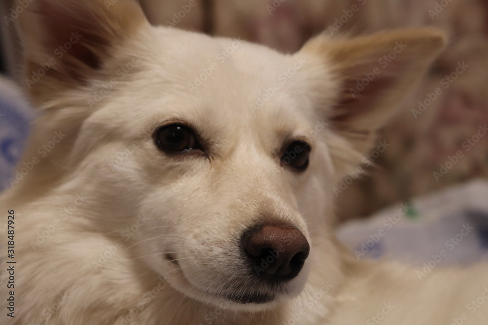 A kind, furry dog with a sly look. Close-up side view. A kind, furry dog with a sly look. Close-up side view.